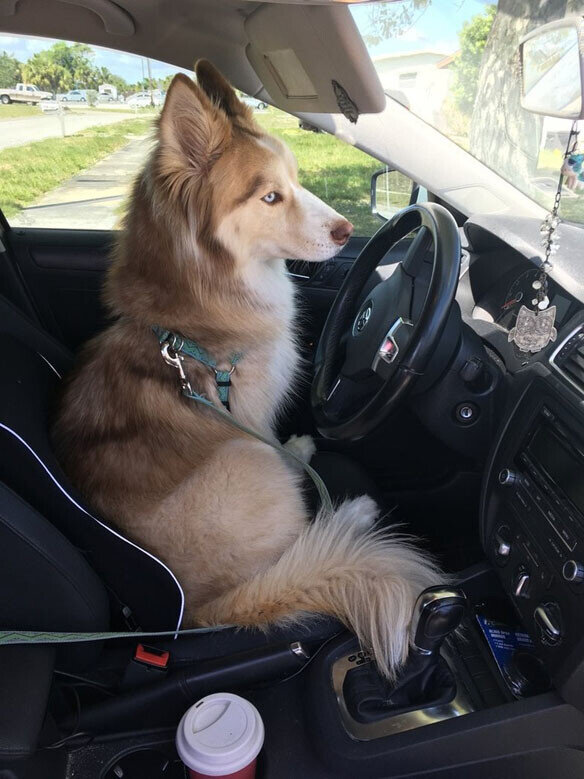 Tips-for-Moving-with-Pets_husky-in-a-car(original)