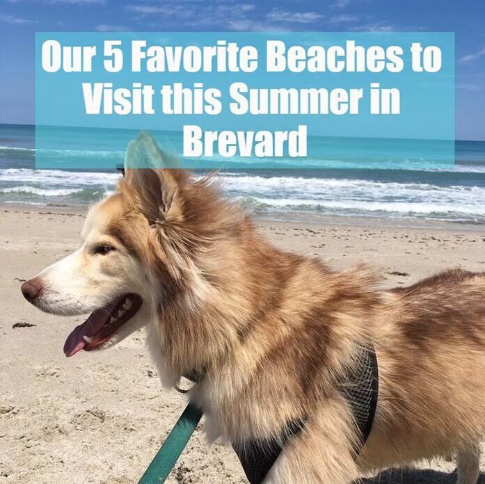 5 Favorite Beaches in Brevard