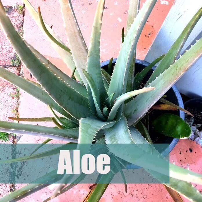 5 easy to grow plants-Aloe