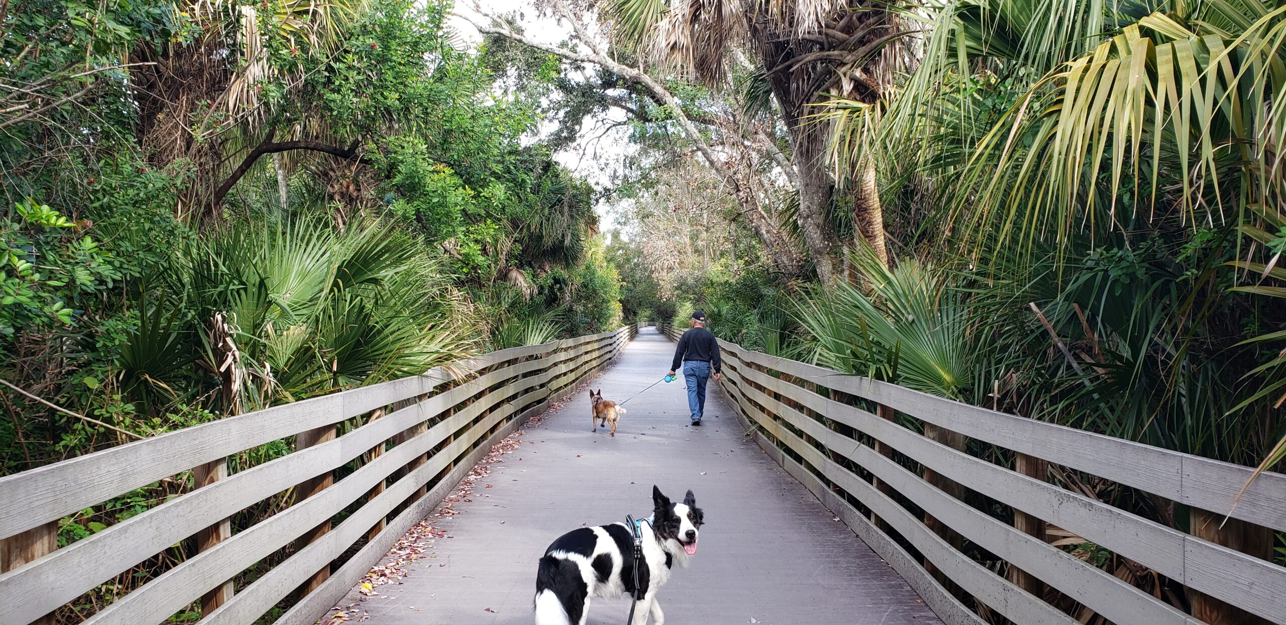 are dogs allowed on brevard county beaches