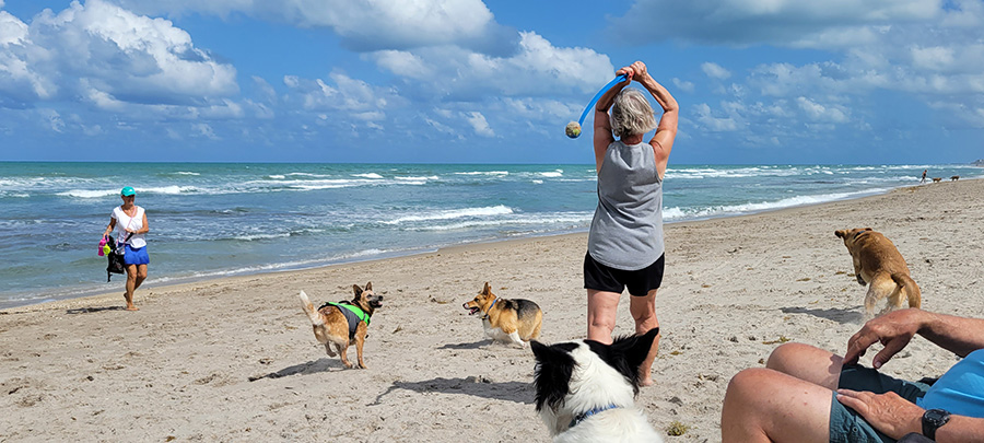 Woman using a Chuck-it to throw a ball to dogs running free on Walton Rocks beach